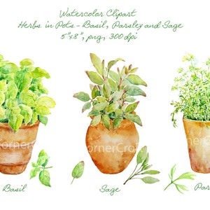 Watercolor clipart - Hand painted watercolor herbs in terracotta pots - Basil, Sage and Parsley printable instant download