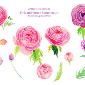 Wedding Clipart - Watercolor pink and purple ranunculus printable instant download