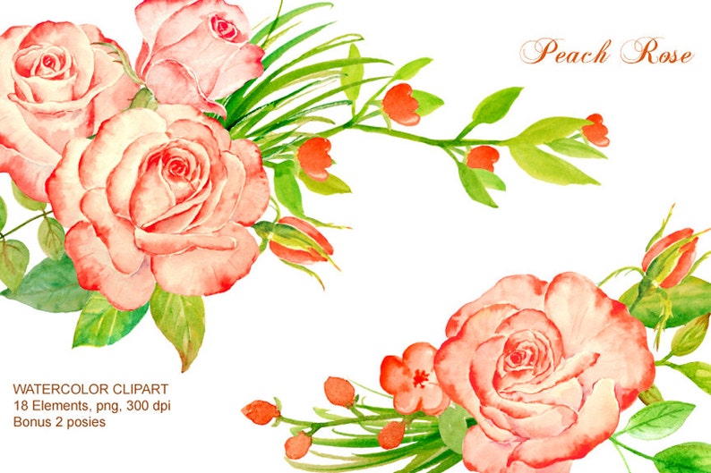 May include: Watercolor clipart of peach roses with green leaves and stems. The image includes 18 elements, 2 posies, and the text "Peach Rose".