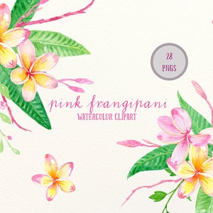 Frangipani Clip Art, Watercolor pink frangipani, green foliage, floral arranagments for instant download