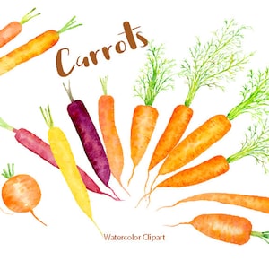 Watercolor Clipart - Carrot illustration, rainbow carrots, heritage carrots, root vegetables, instant download, kitchen decor
