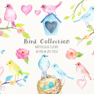 Bird Clip Art, Bird Collection, uccello blu, uccello rosa, uccello giallo, uccello pesca, scatola di uccelli, carte per il download istantaneo, colore pastello