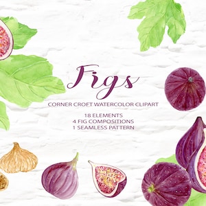 Watercolor Botanical Fig Illustration for Instant Download