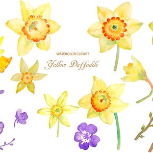 May include: Watercolor clipart of yellow daffodils and purple flowers. The daffodils have orange centers and are in various stages of bloom. The purple flowers are small and have five petals.