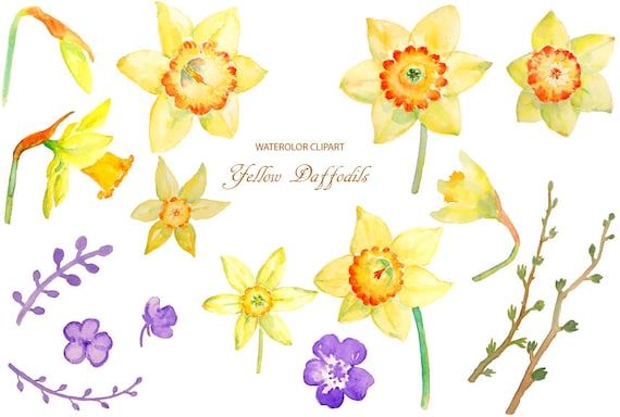 Hand painted watercolour yellow daffodils digital clipart printable instant download scrapbook spring flowers
