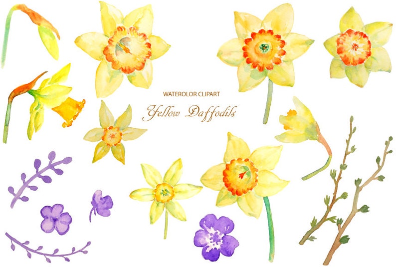 May include: Watercolor clipart of yellow daffodils and purple flowers. The daffodils have orange centers and are in various stages of bloom. The purple flowers are small and have five petals.