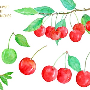 Digital watercolour red cherry and branch clipart printable instant download