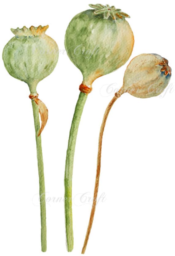 Watercolor Poppy Seed Pods Instant Download Etsy