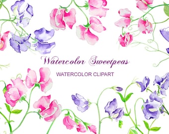 Watercolor flower sweet pea purple pink digital clipart instant download