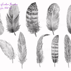 Photoshop brushes Watercolor Feathers ABR Instant Download image 2