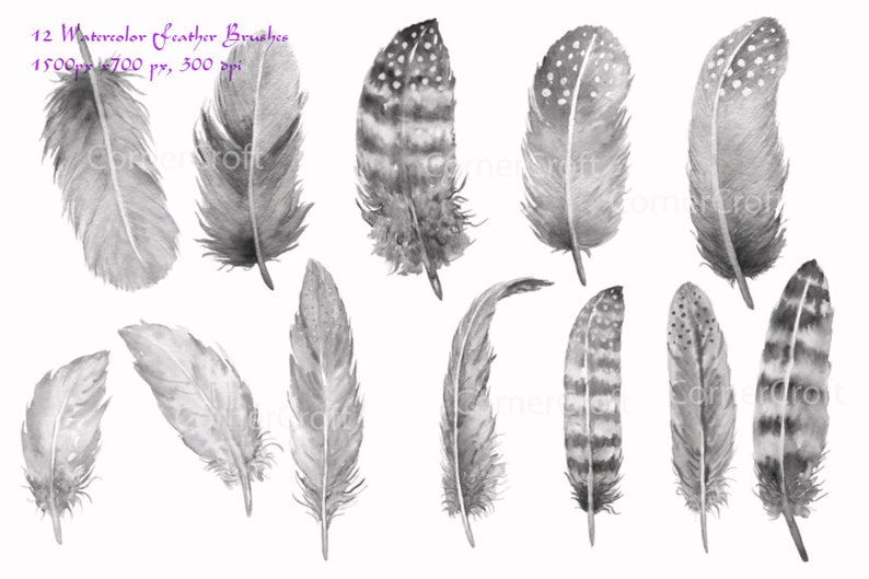 Photoshop brushes Watercolor Feathers ABR Instant Download image 2