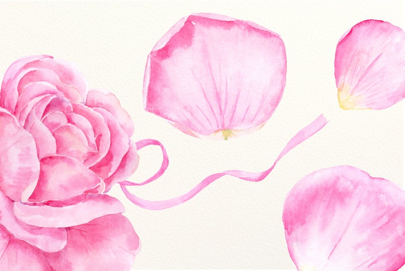 May include: Watercolor illustration of a pink rose with several detached petals and a ribbon on a cream background. The petals and rose are various shades of pink, with some yellow accents.