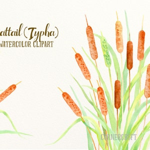 Watercolor Clip Art Cattail (Typha), bulrush, seed head and leaves printable instant download scrapbook