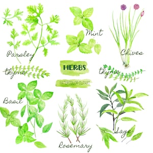 Watercolor clipart herb collection, instant download for kitchen decor, greeting cards, kitchen art prints