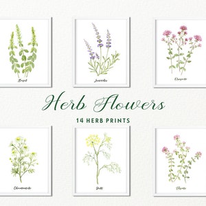 Herb Flower Clipart, Watercolor Herb Flowers Illustration, Herb Prints ...