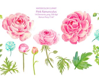 Watercolor pink ranunculus, watercolor clipart, printable instant download