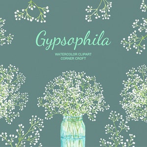 Gypsophila, baby's breath, watercolor clipart white gypsophila, mason jar flower, wedding flower instant download