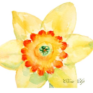 May include: A close-up watercolor painting of a yellow daffodil flower with an orange center. The flower is painted in a realistic style with visible brushstrokes.