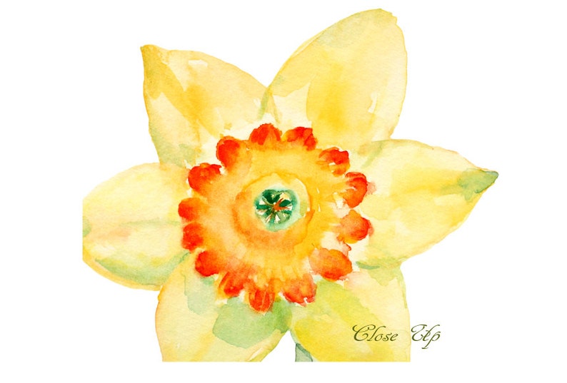 May include: A close-up watercolor painting of a yellow daffodil flower with an orange center. The flower is painted in a realistic style with visible brushstrokes.