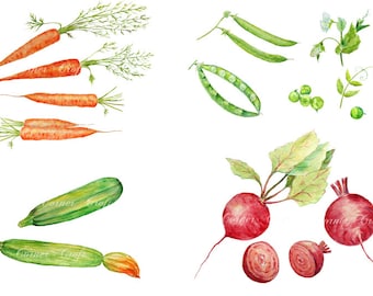 Clipart di verdure ad acquerello: carote, barbabietole, piselli (download digitale)