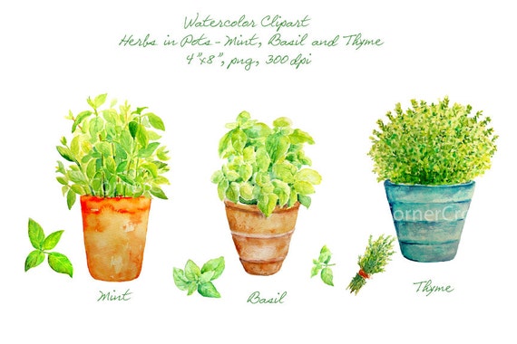 Hand Painted Watercolor Herbs In Terracotta Pots Mint Basil Etsy