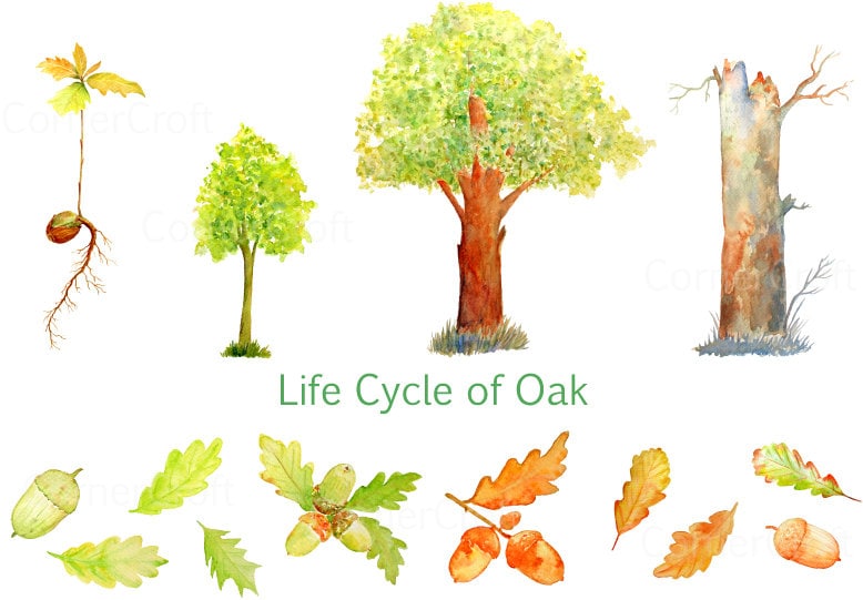 Watercolor Clipart Life Cycle of Oak Tree Oak Seedling, Sapling, Mature Tree,  Acorns, Leaf Instant Download for Greeting Cards Wall Art - Etsy