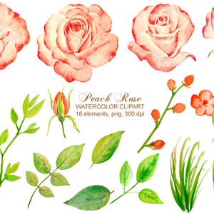 May include: Watercolor clipart featuring peach-colored roses, leaves, and buds. The clipart is perfect for adding a touch of elegance to your designs.  Peach Rose Watercolor Clipart 18 elements, png, 300 dpi