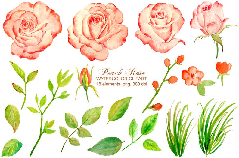 May include: Watercolor clipart featuring peach-colored roses, leaves, and buds. The clipart is perfect for adding a touch of elegance to your designs.  Peach Rose Watercolor Clipart 18 elements, png, 300 dpi