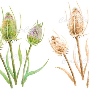 Cabezas de semillas de marícolora, flores púrpuras, cabezas de semillas secas, ilustración botánica, descarga instantánea