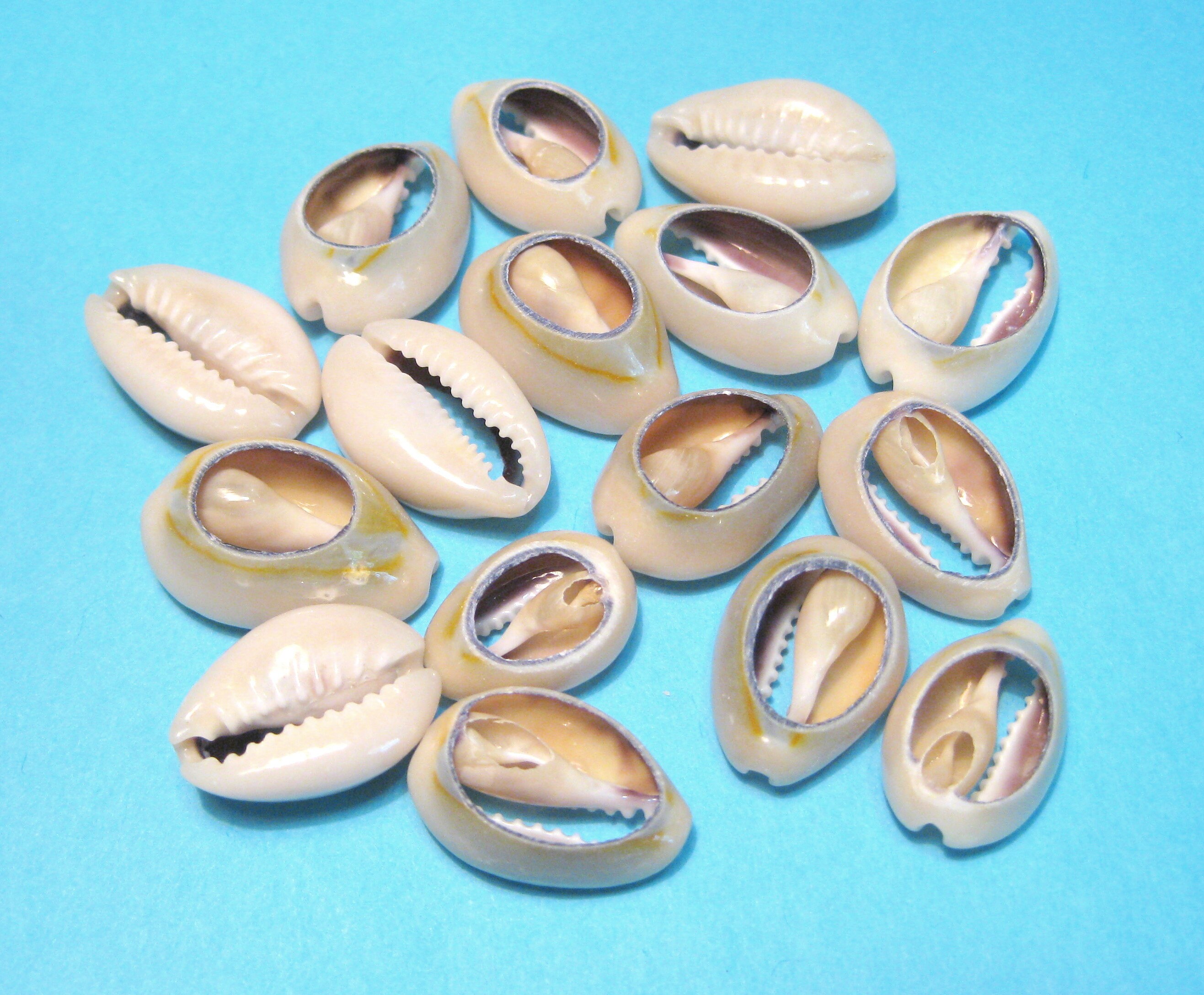 20pcs of Large Cowrie Shells Beads Natural Seashell Beads Etsy