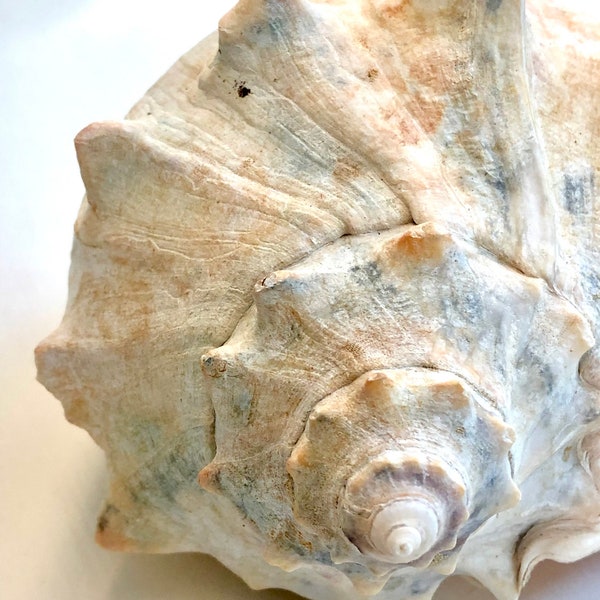 Atlantic Conch / Whelk Shell hand picked by a Fisherman!