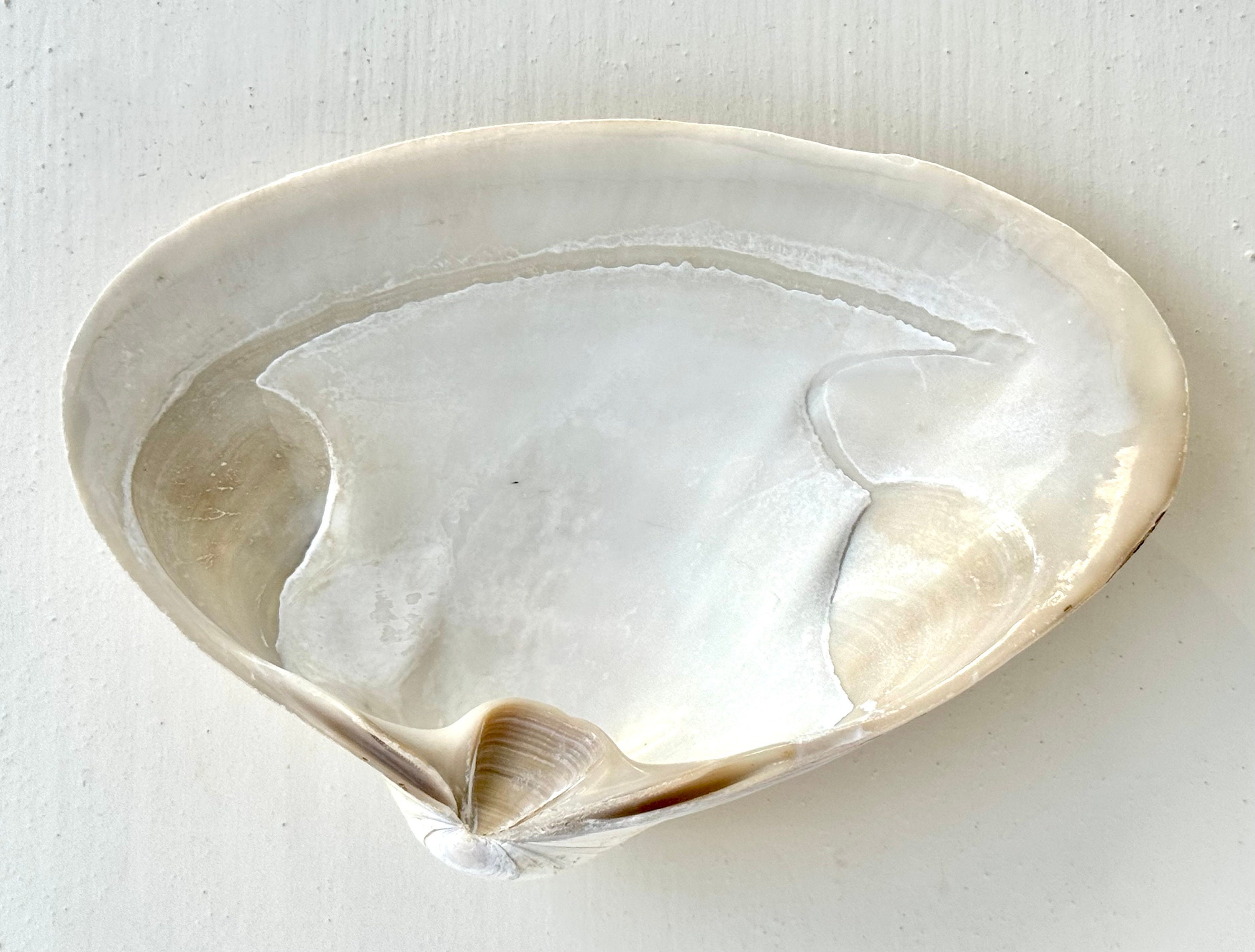 Speckled White Clam Shells - Clycymeris Pectunculus (approx. 1