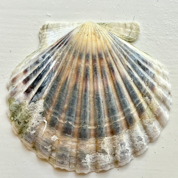 Bundle of 20 Bay Scallop Shells - Each 2.25" to 3” Natural, Unpolished, Weathered...Beautiful!