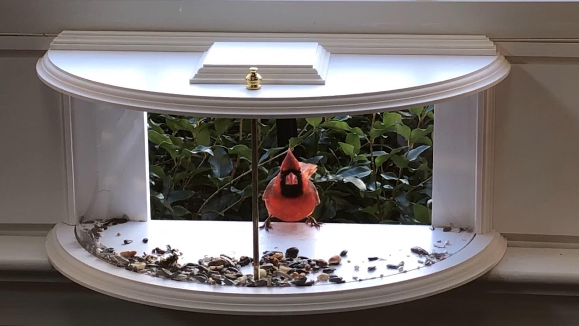 Acrylic Squirrel Proof Rectangle Clear Window Bird Feeder in 2023