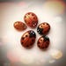 Copper Ladybirds Hand Painted Art Pebble Totem Decorations - Copper Paint Ladybugs with Black Detail - MADE TO ORDER