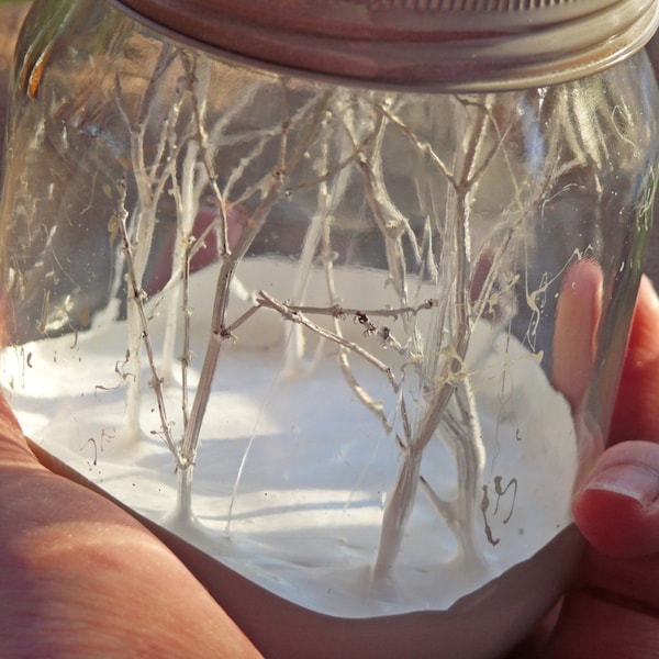 Tiny Forest in a Jar - FAIT SUR COMMANDE