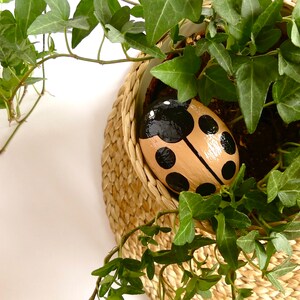 May include: A painted rock shaped like a ladybug with black spots and a brown body, nestled in a woven basket filled with green ivy.
