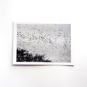 Carte Oiseaux d'hiver - PRÊT À L'EXPÉDITION