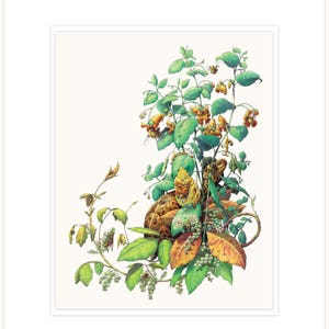 Jewelweed - la ilustración botánica Soothesayer fina impresión 16 "x 20" con mat y respaldo