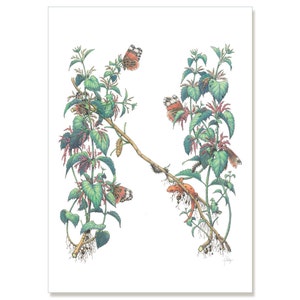 Brennnessel - Admiral es Krankenschwester, botanische Illustration Gruß Karte 5 "x 7" 6er-SET