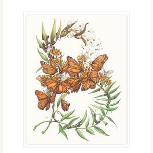 Ilustración botánica Butterflyweed - anfitrión del monarca, fina impresión 11 "x 14" con mat y respaldo
