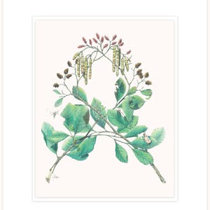 Alder - pionero de la corriente, ilustración botánica letra 16 "x 20" con mat y respaldo