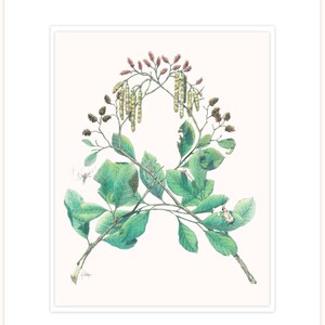 Alder - pionero de la corriente, ilustración botánica letra 11 "x 14" con mat y respaldo