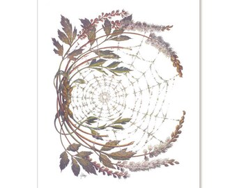 Illustration botanique Cohosh - perles de grand-mère, de voeux carte 5 "x 7" PACK de SIX
