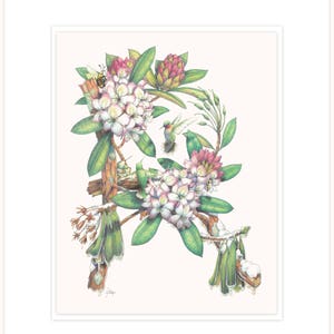 Rododendro - bosque Debutante, ilustración botánica letra 16 "x 20" con mat y respaldo