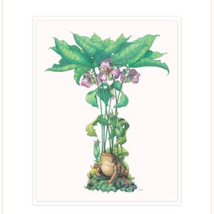 Trillium - Sapo de la sombra, ilustración botánica letra 11 "x 14" con mat y respaldo