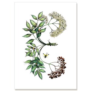 Elderberry - Pecho de medicina de la naturaleza, tarjeta de felicitación de ilustración botánica 5" x 7" SET DE SEIS