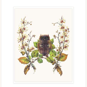 Avellana de la bruja - la ilustración botánica de prestidigitador fina impresión 16 "x 20" con mat y respaldo