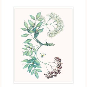 Baya del saúco - botiquín de la naturaleza, ilustración botánica letra 16 "x 20" con mat y respaldo
