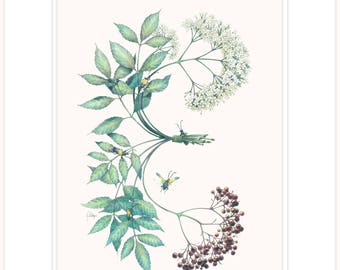 Elderberry - Nature's Medicine Chest, botanical illustration fine print 16" x 20" with mat and backing